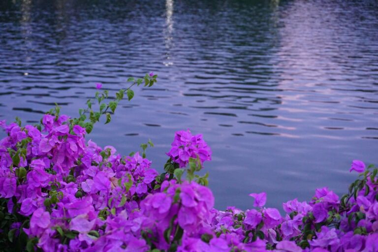 Photo Lake, Nature
