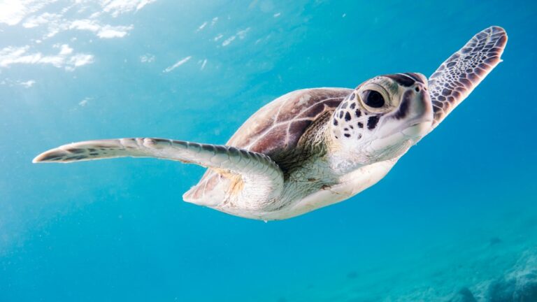 Nurkowanie na wakacjach: Najlepsze kierunki 1 Photo Scuba diving