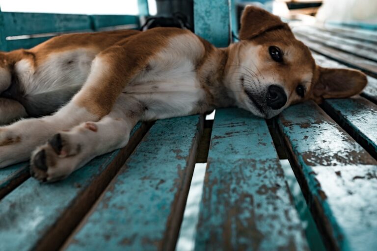 Photo Dog, Suitcase